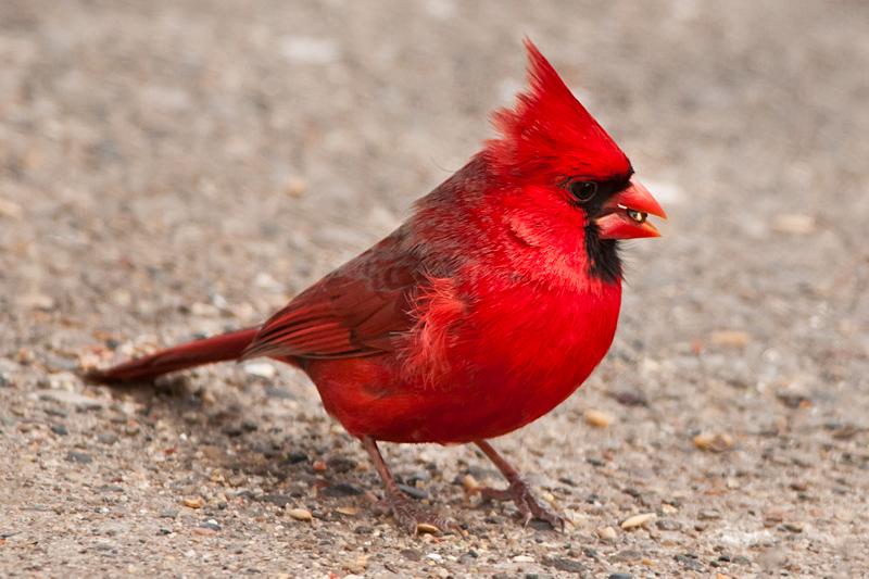northern-cardinal(male)