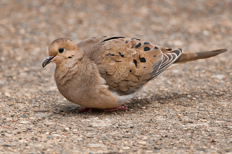 mourning-dove