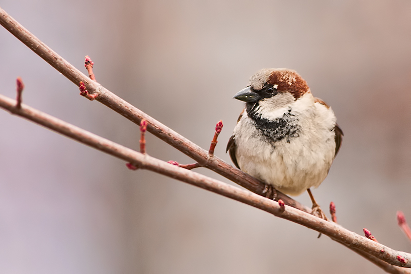 house-sparrow