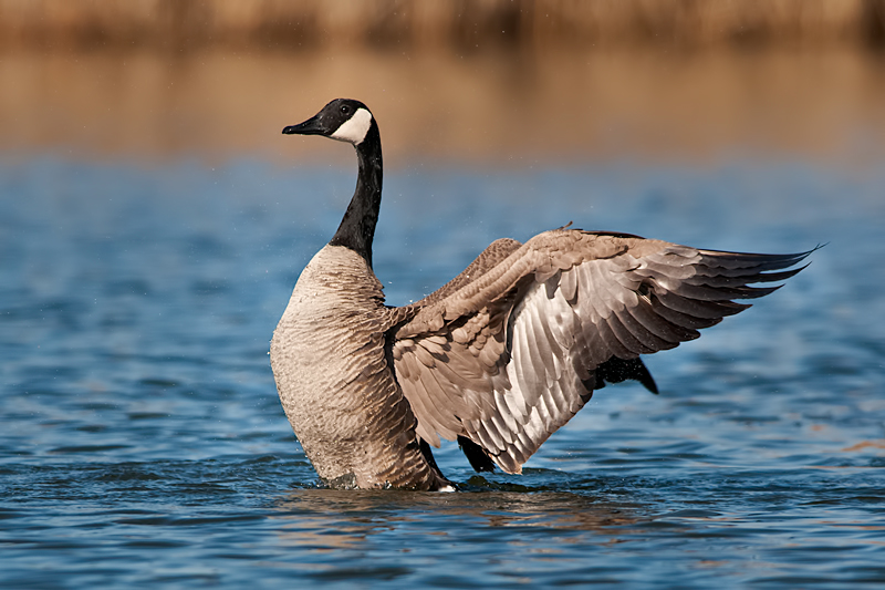 Cackling Goose