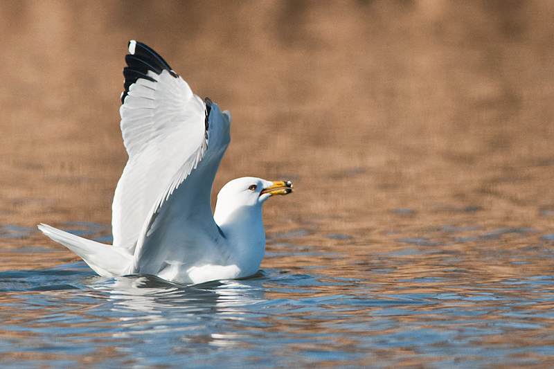 Ring-billed Gull