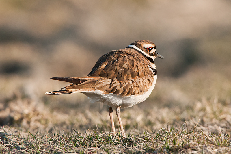 Killdeer
