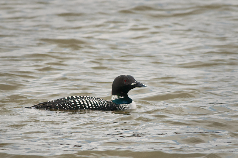 Common Loon