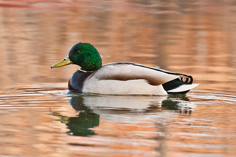 Mallard Duck