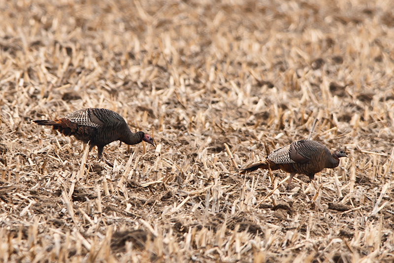Wild-Turkey