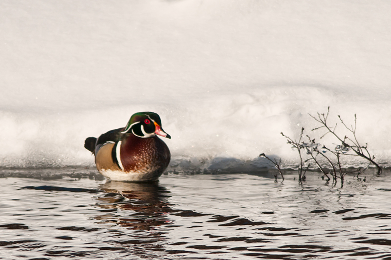 Wood-Duck
