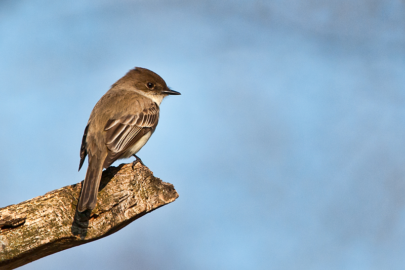 Eastern Phoebe