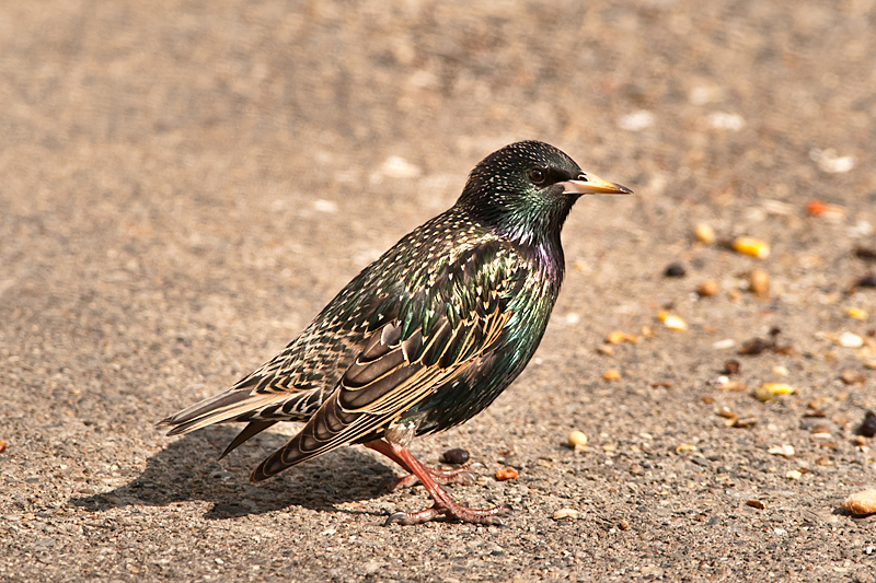 European Starling