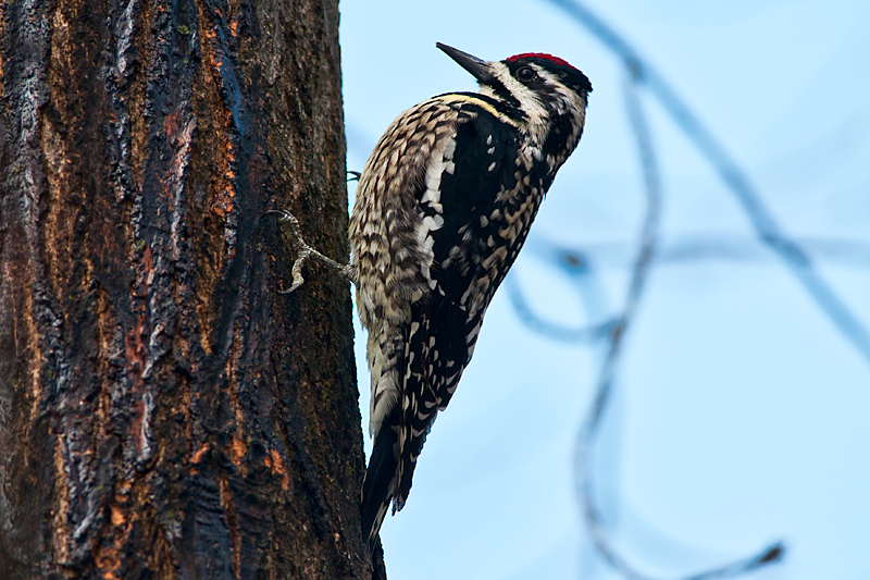Yellow Bellied Sapsucker