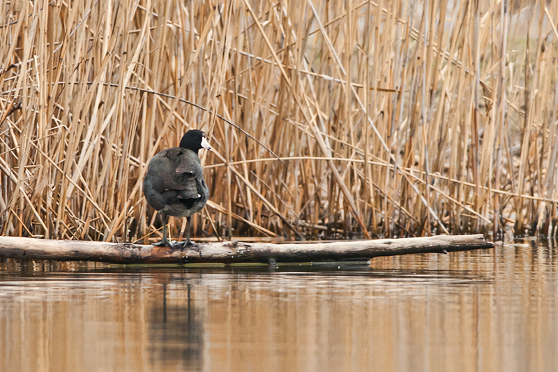 American Coot