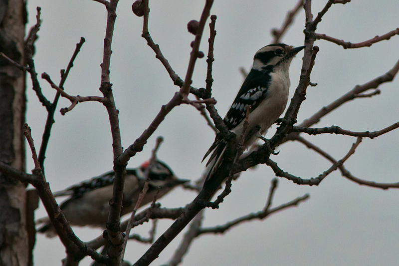 Downy Woodpecker (female:male in BG)