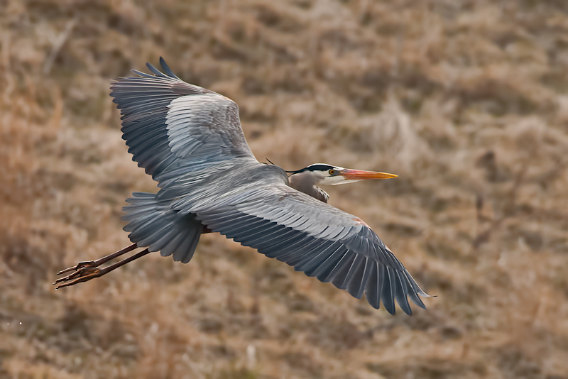 GBH IF