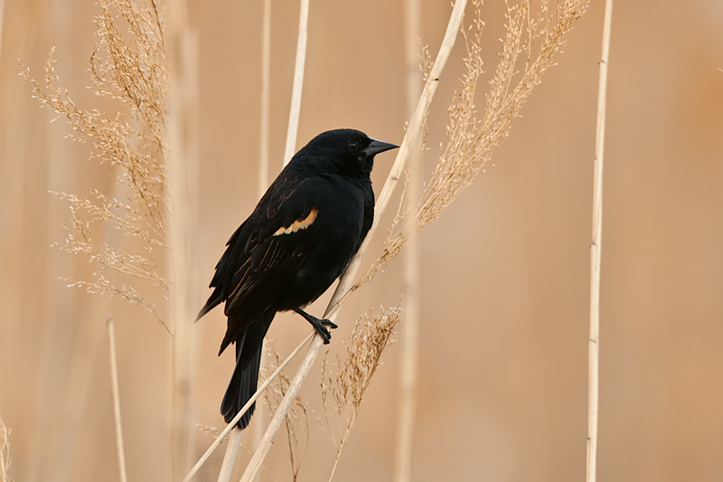 Red Winged Blackbird 