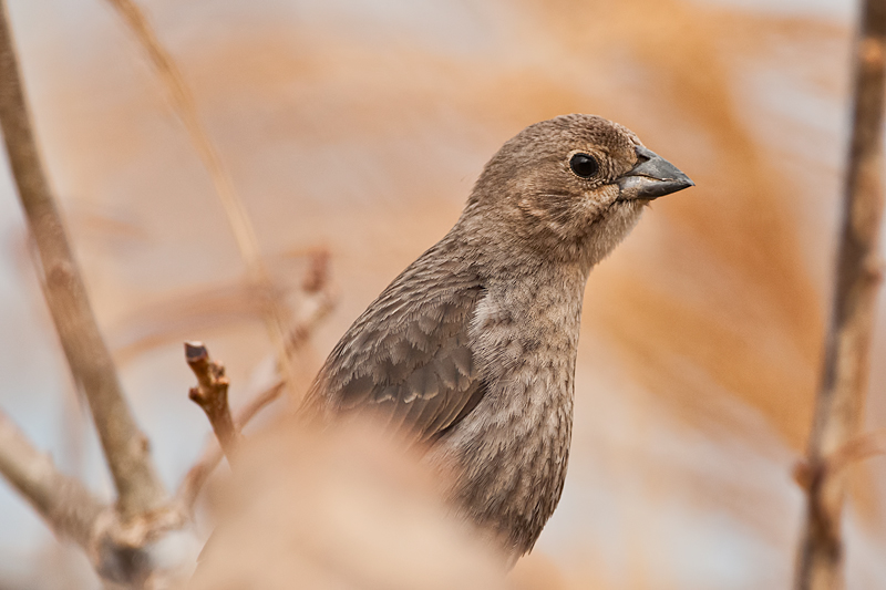 Brown-headed cowbird (female)