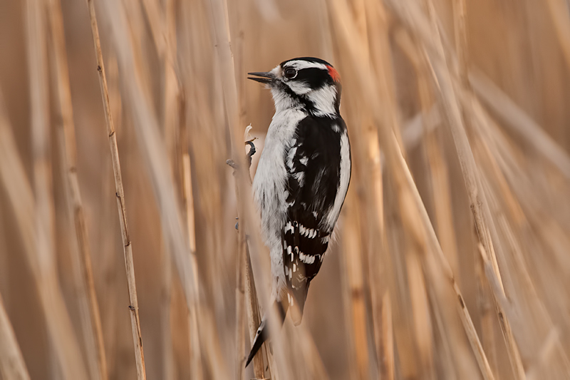 Downy Woodpecker (male, Better image)