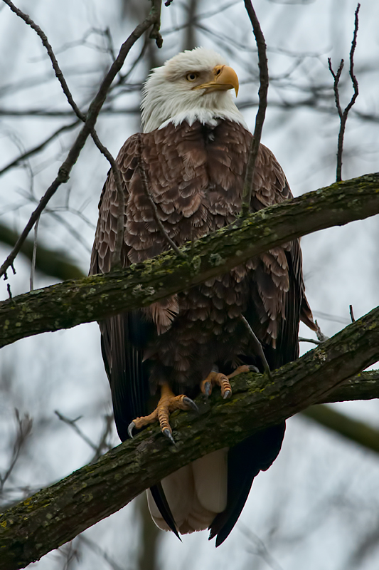 Bold Eagle