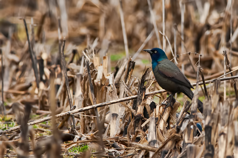 Common Grackle