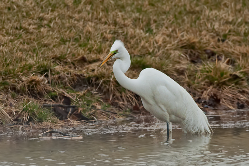 Great Egret