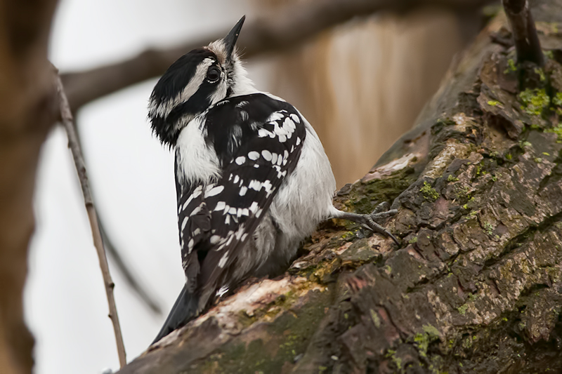 Hairy Woodpecker
