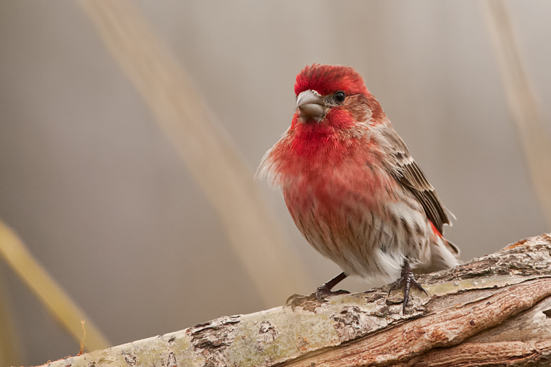 House Finch