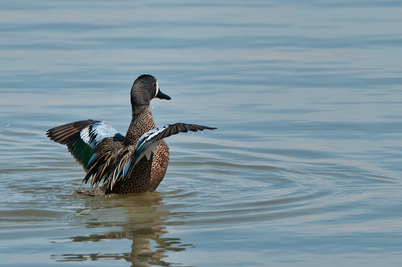 Blue Winged Teal