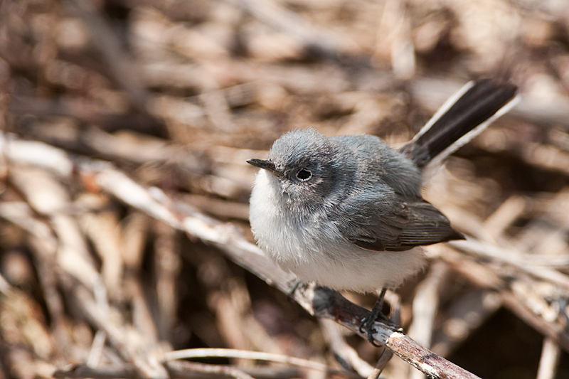 Blue-gray Gnatcatcher