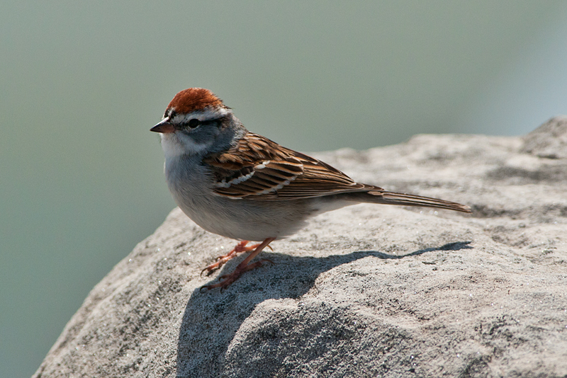 Chipping Sparrow