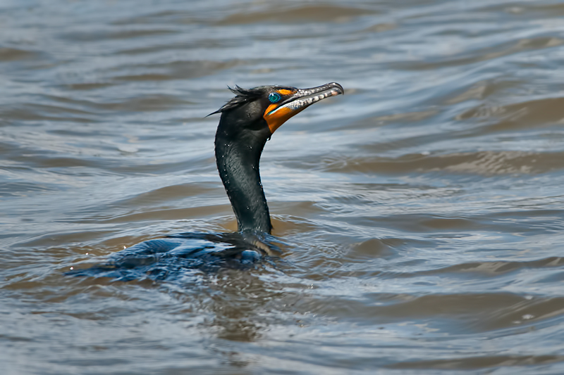 Double Crested Cormorant