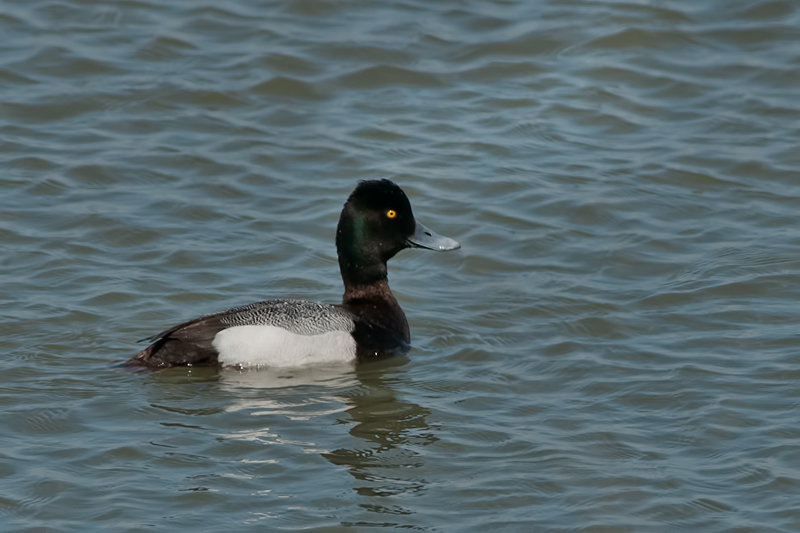 Lesser Scaup