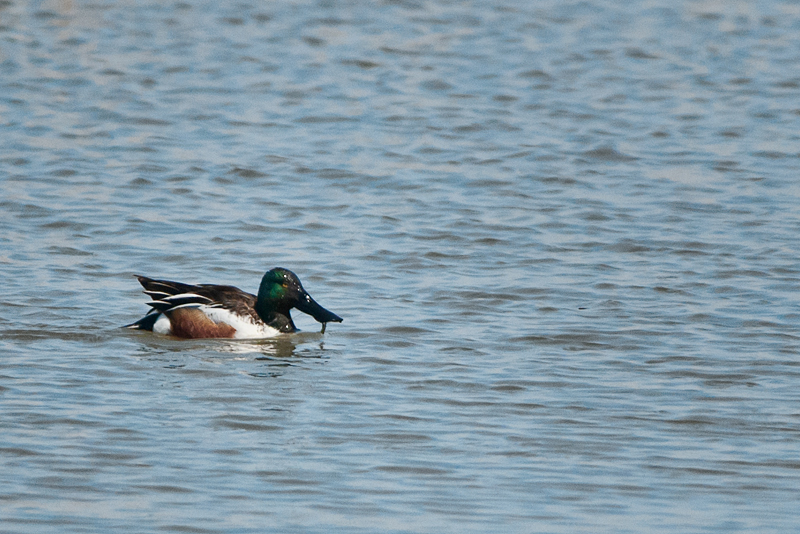 Northern Shovler