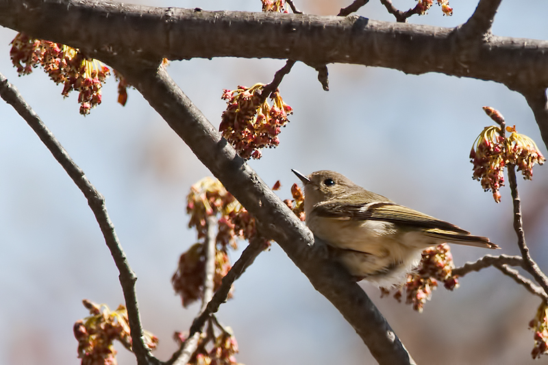 Ruby-crowned Kinglet