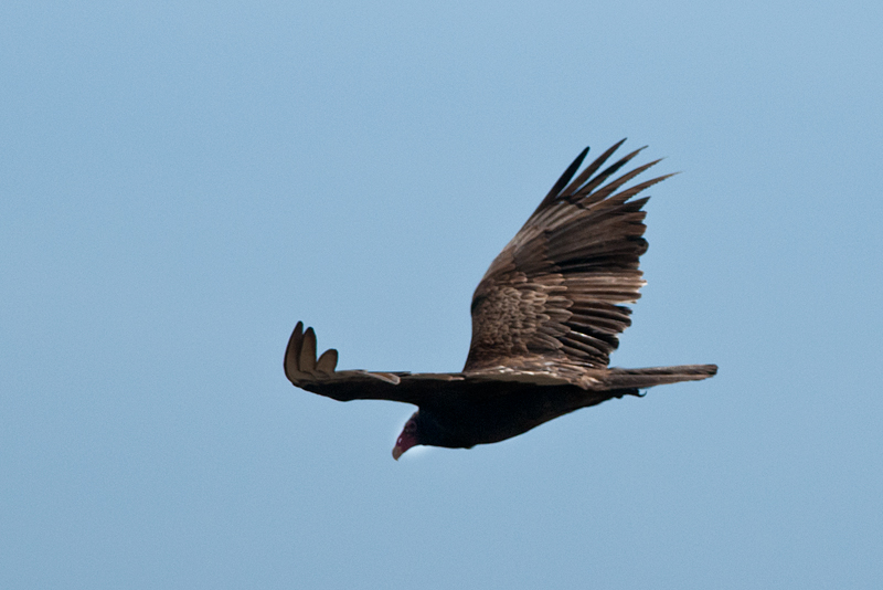 Turkey Vulture