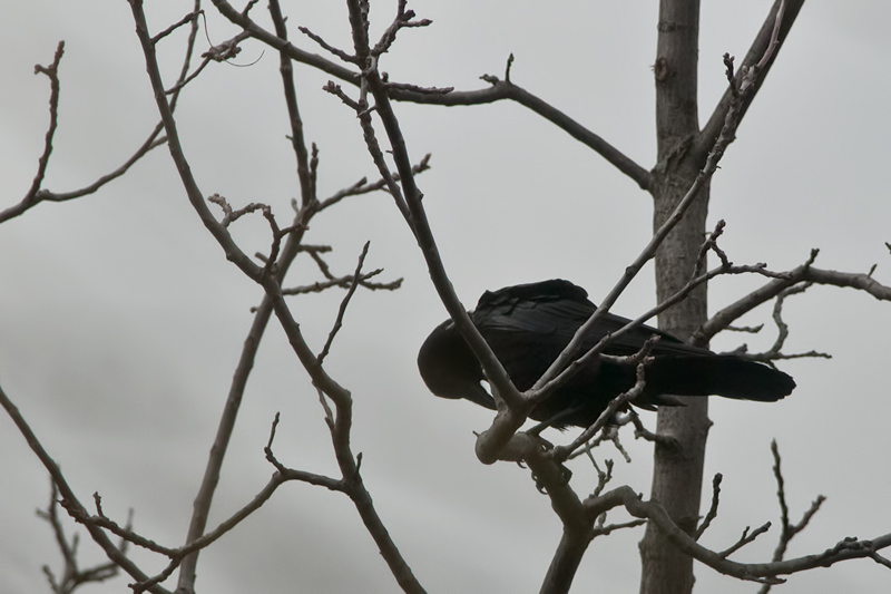 American Crow