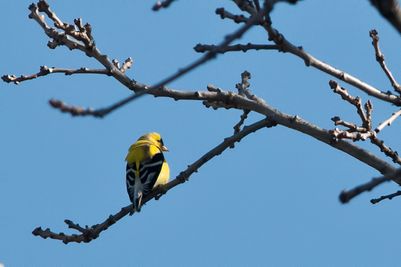 American Goldfinch