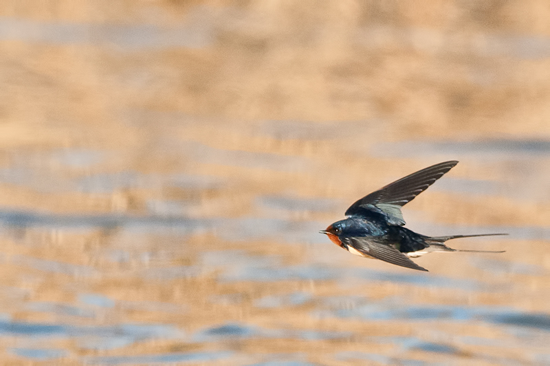 Barn Swallow IF
