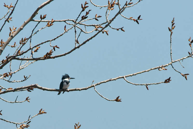 Belted Kingfisher