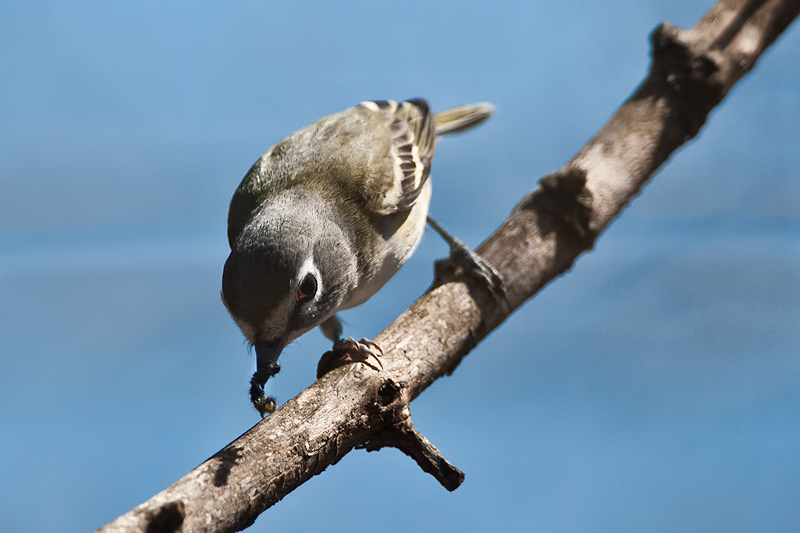 Blue-headed Vireo