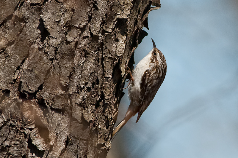 Brown Creeper