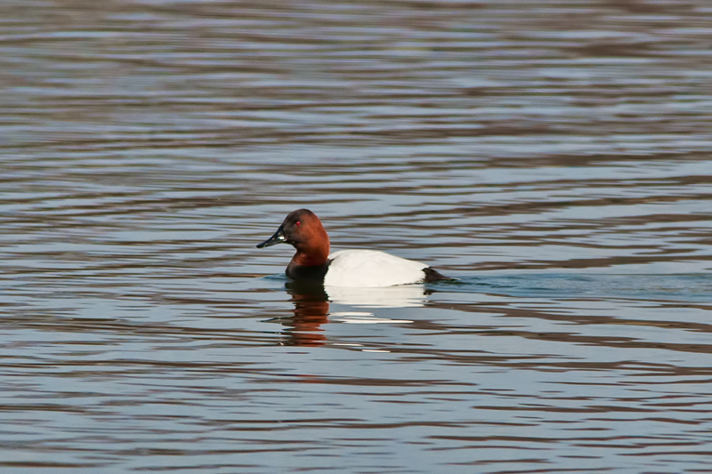 Canvasback