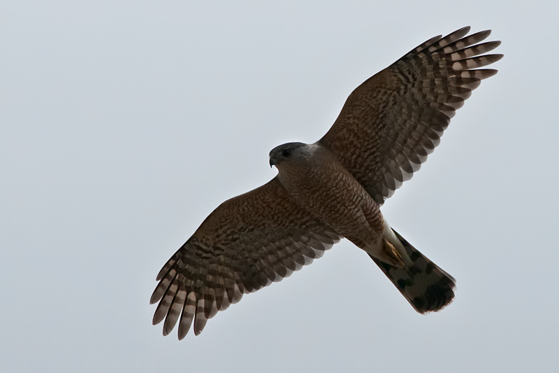 Cooper\'s Hawk