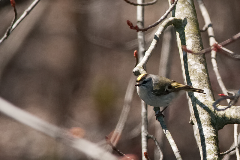 Golden-crowned Kinglet