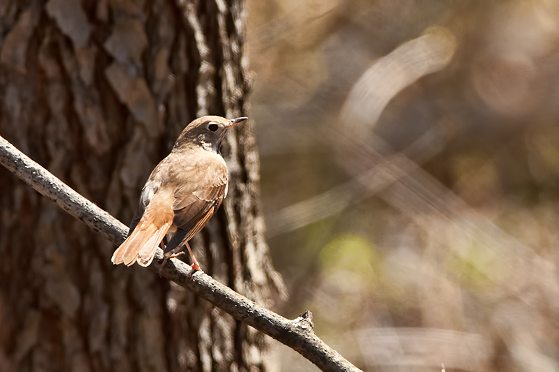 Hermit Thrush