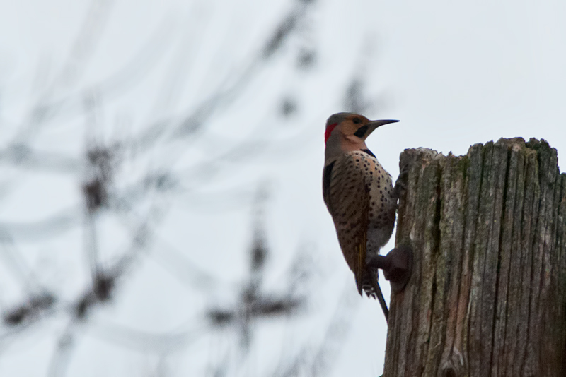 Northern Flicker (eastern sub.)