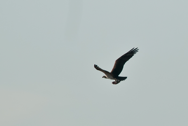 Osprey