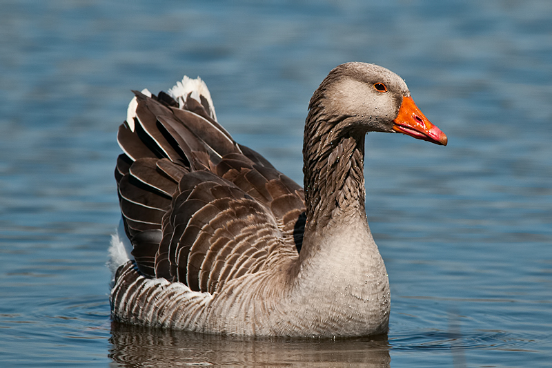 Greylag goose