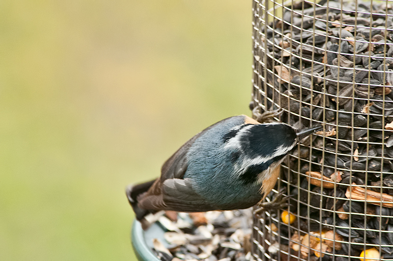 Red-breasted Nuthatch