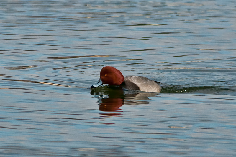 Redhead