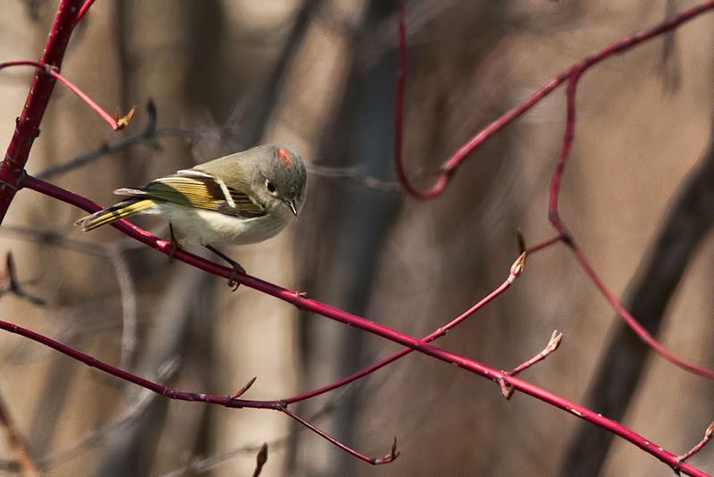 Ruby-crowned Kinglet