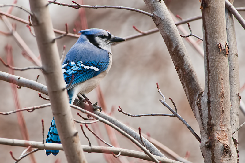 Blue Jay
