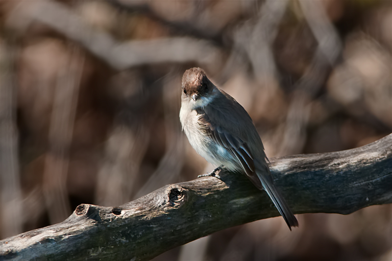 Willow Flycatcher